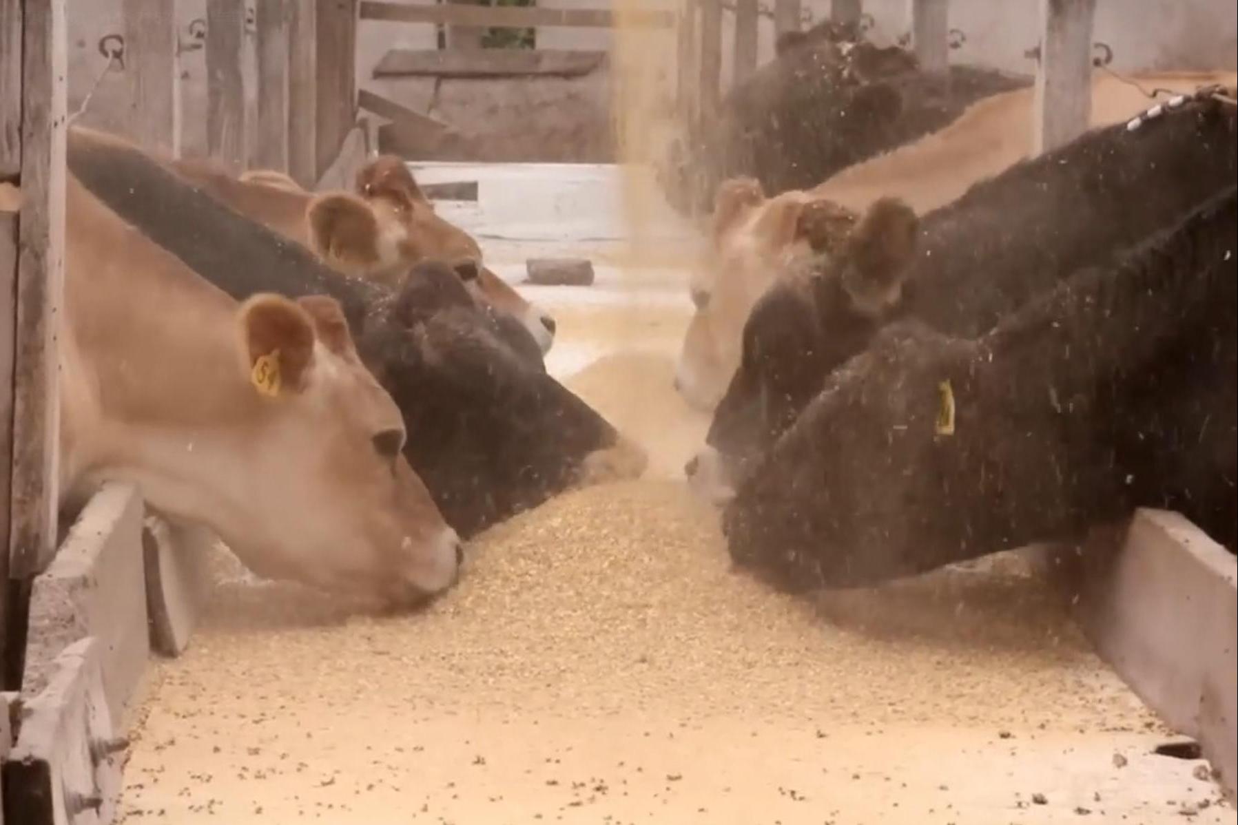 中國買走8成的巴西出口大豆卻數月未買美國大豆、黃豆引發農民恐慌| 信傳媒