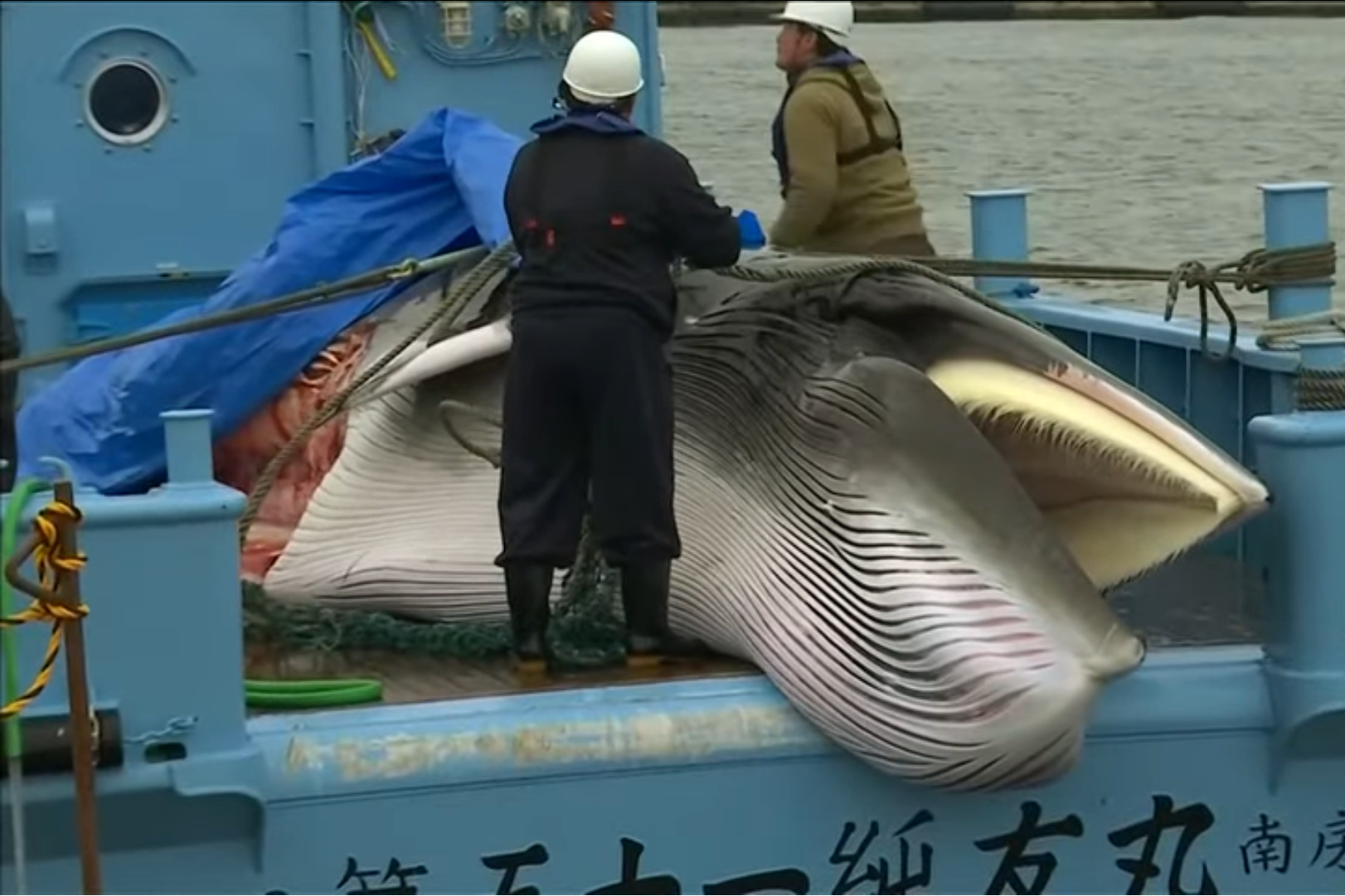 面對國際譴責聲浪日本為何堅持重啟中斷31年的商業捕鯨？ | 信傳媒