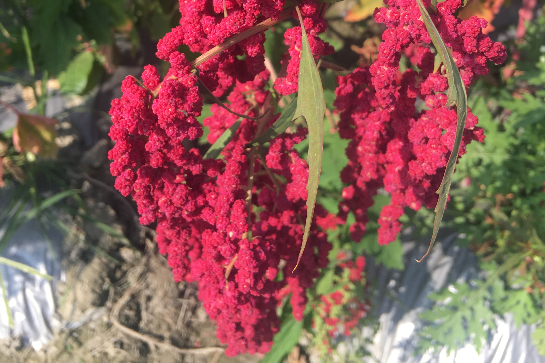 穀物的紅寶石：台灣紅藜富含營養 更有觀賞花卉的潛力 | 信傳媒
