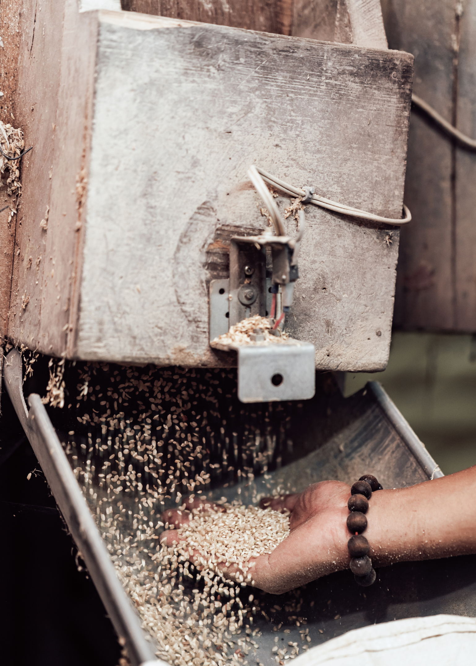 從星光大道到倉庫米行 稻米的心路歷程 信傳媒