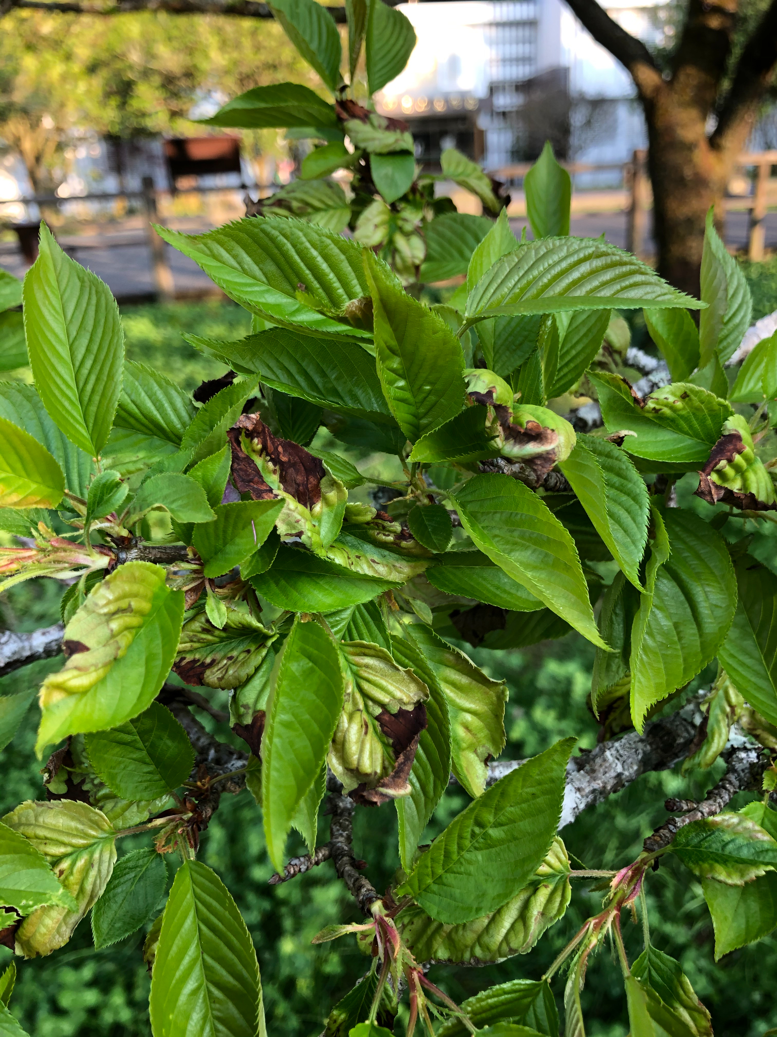 武漢肺炎防疫很重要阿里山櫻花也需要防疫 信傳媒
