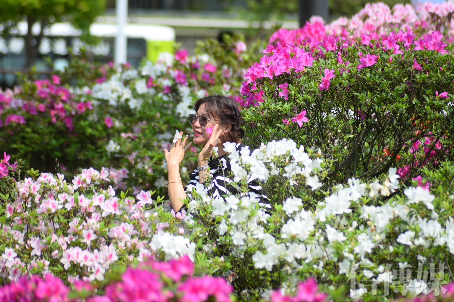 粉紅色春天 大安森林公園花季盛開民眾驚呼 賞花不用再上陽明山 信傳媒