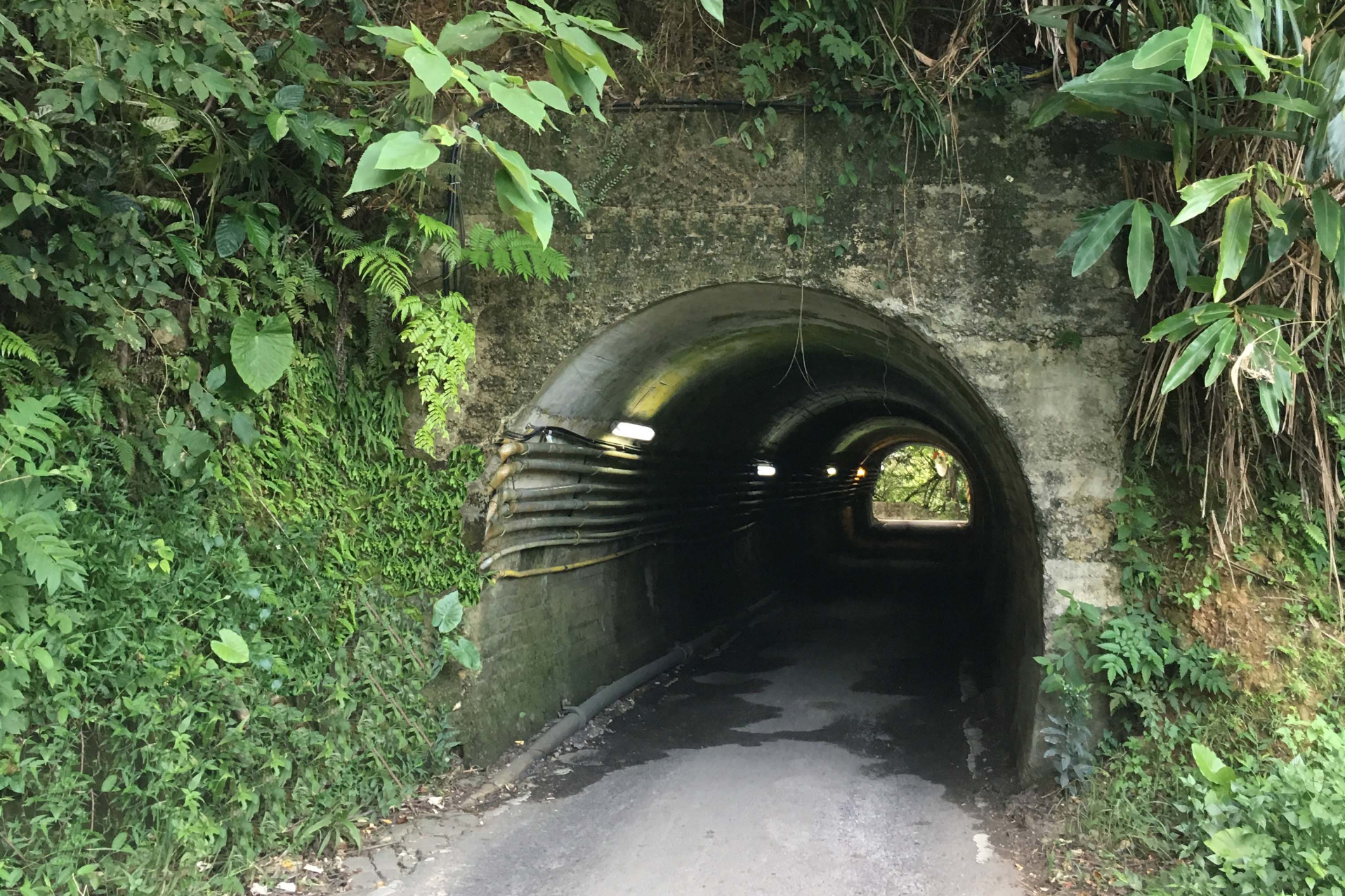 居家防疫新生活 廣興小坑台車隧道暨濕地生態漫遊 線上導覽活動 信傳媒